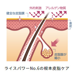 ライスパワーNo.6で根本皮脂ケアができた皮脂腺イメージ図